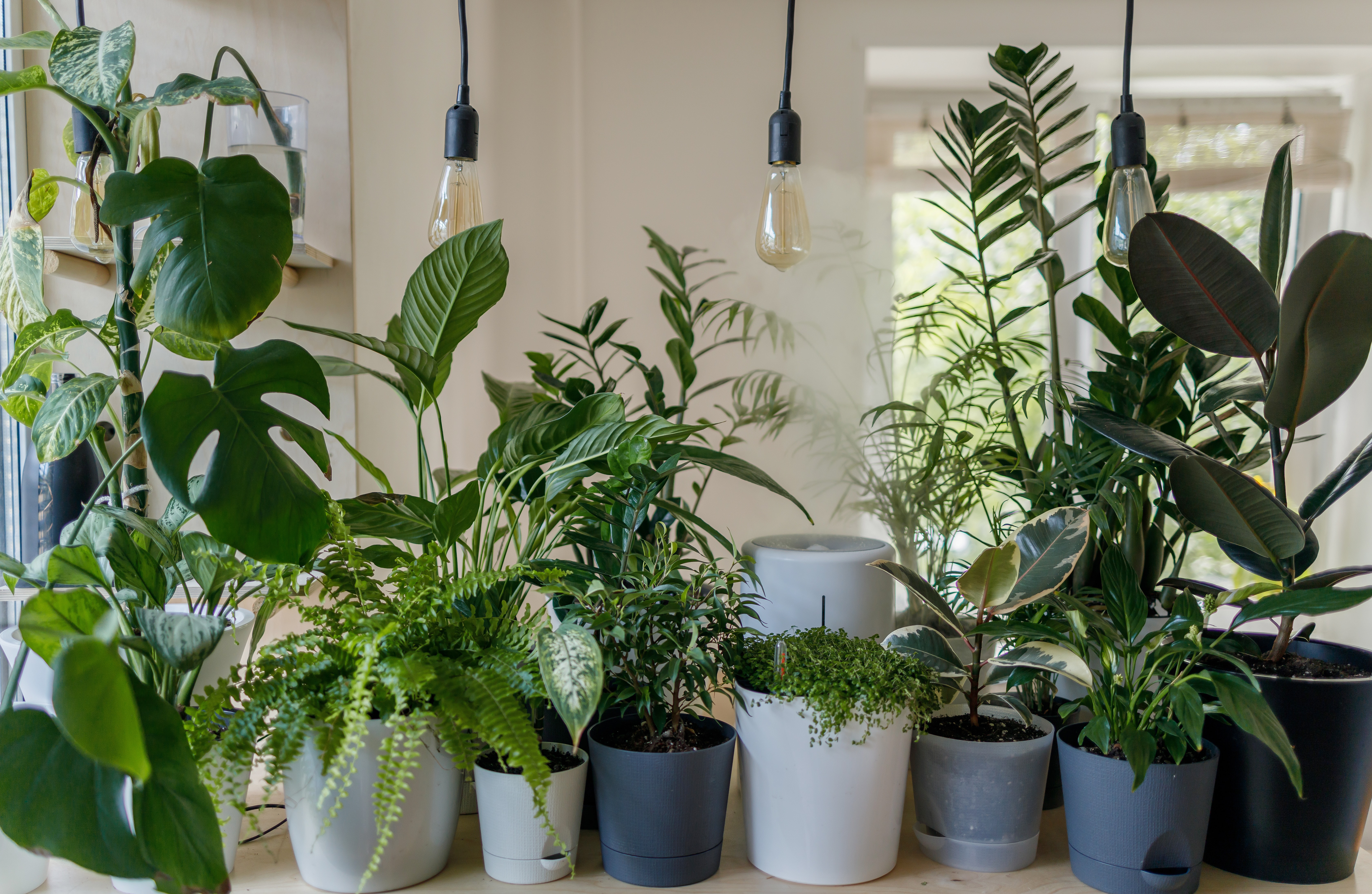 Image of houseplants