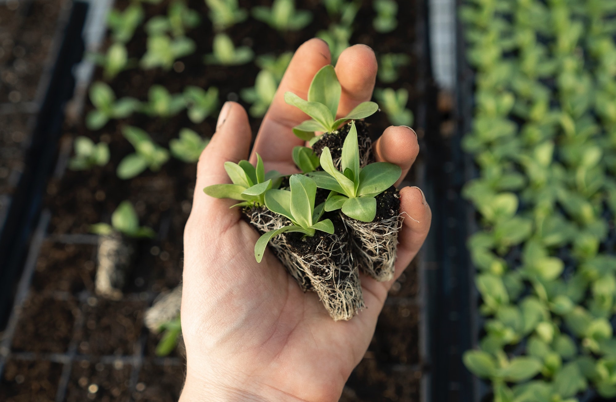 Picture of hand holding seedlings